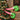 Carbella Trunk/Cargo Holiday Elf Legs Decoration